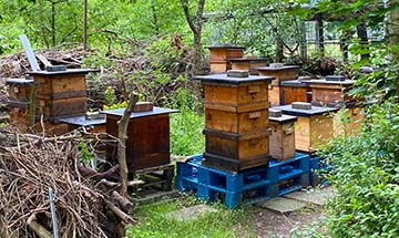 bfw Berlin-Tempelhof - Bienen, Imkern